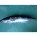 Frozen seafrozen bonito tuna 200-300g